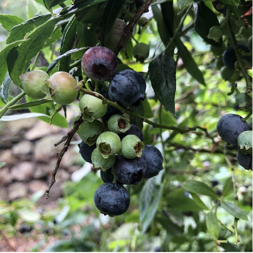 VACCINIUM corymbosum 'Berkeley'