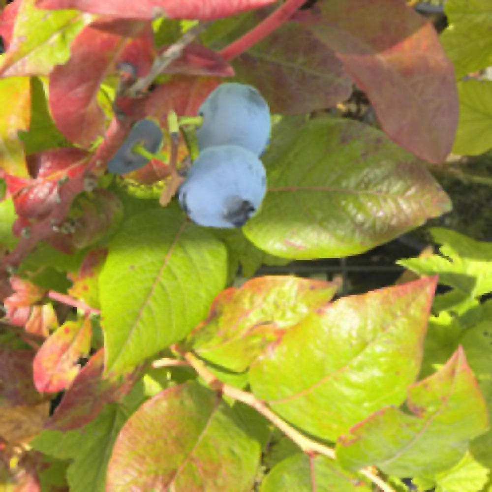 MYRTILLE DES JARDINS BLUE CROP (Vaccinium corymbosum)