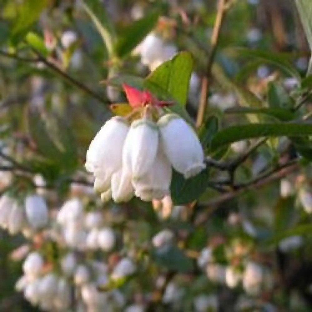 MYRTILLE DES JARDINS BLUE CROP (Vaccinium corymbosum)