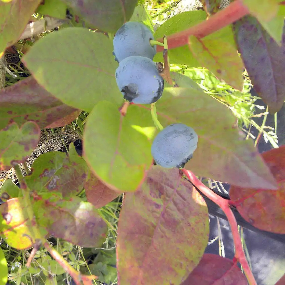 VACCINIUM corymbosum 'Ivanhoe'