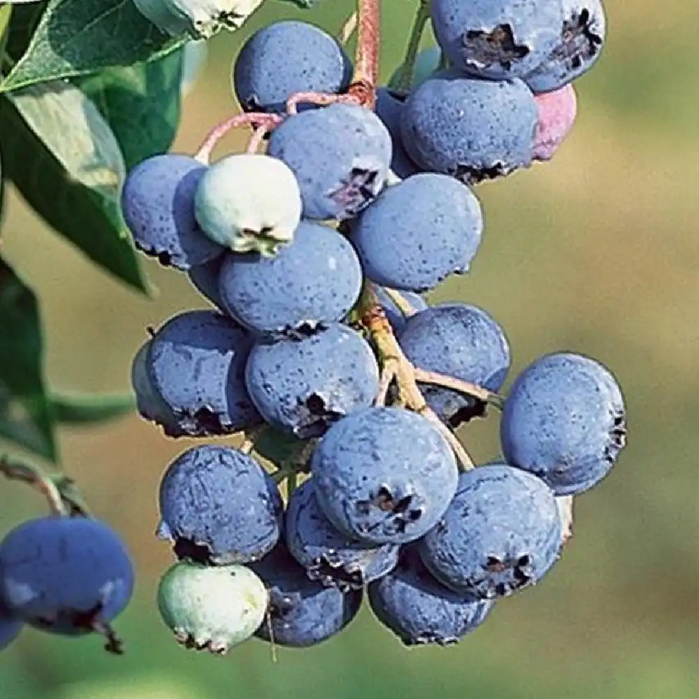 VACCINIUM corymbosum 'Legacy'