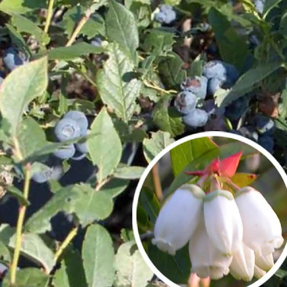 VACCINIUM corymbosum 'Paty'