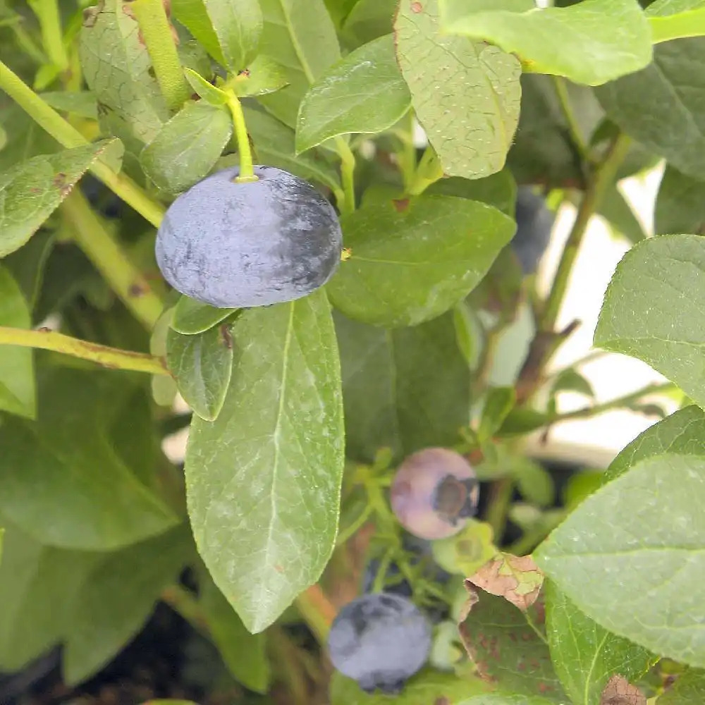 VACCINIUM corymbosum 'Patriot'