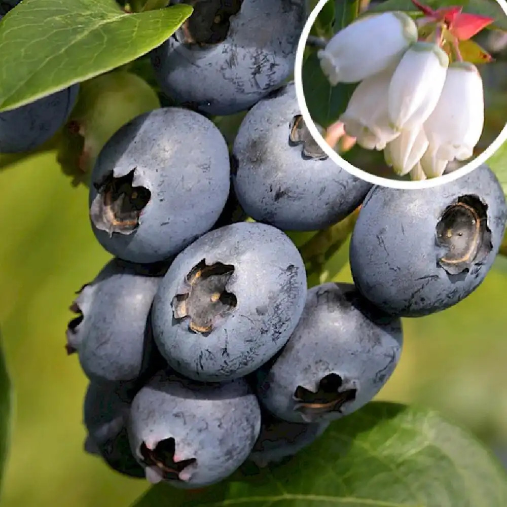 VACCINIUM corymbosum 'Spartan'