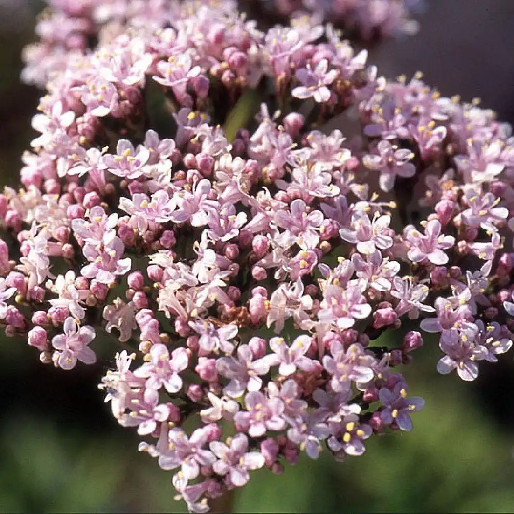 Valériane officinale BIO** - Valeriana officinalis