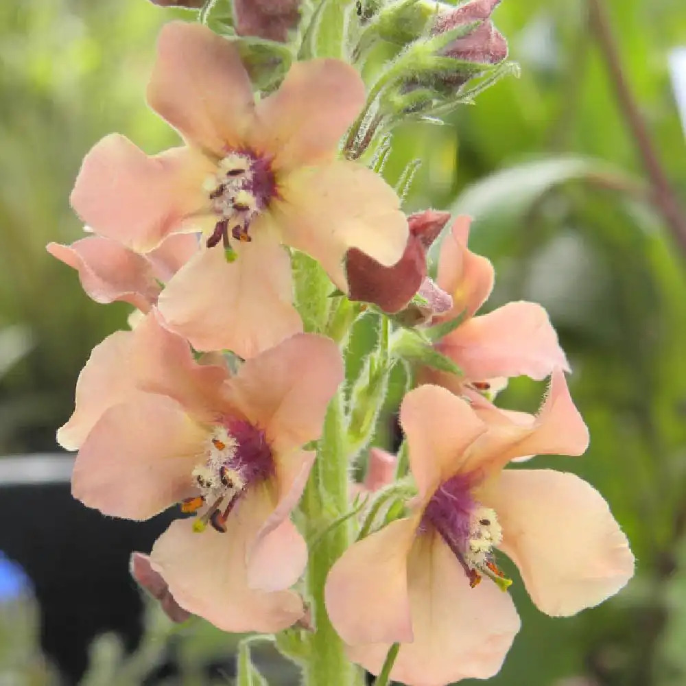 VERBASCUM 'Caribbean Crush'