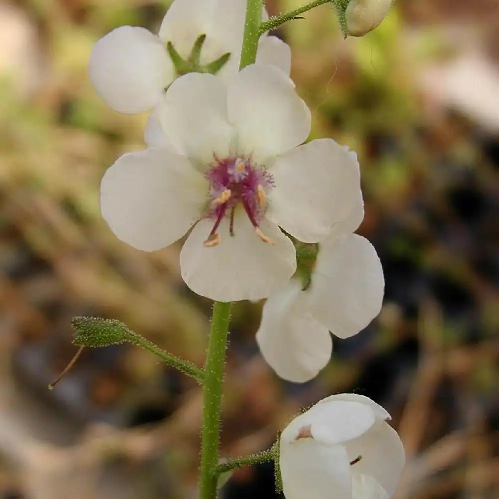 VERBASCUM chaixii 'Album'