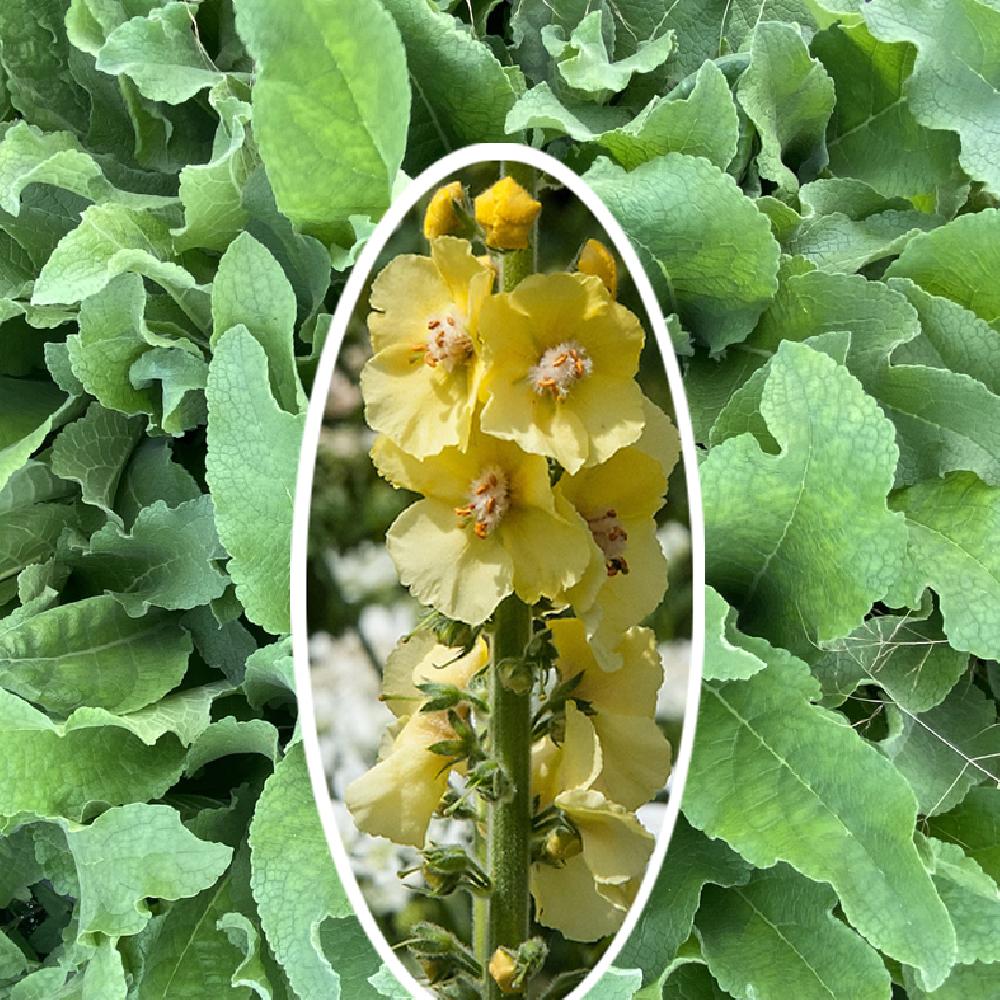 VERBASCUM 'Christo's Yellow Lightning'