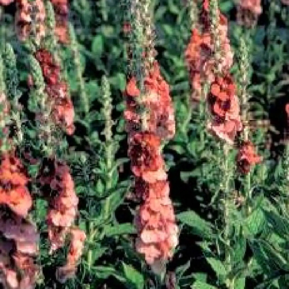 VERBASCUM 'Dijon'