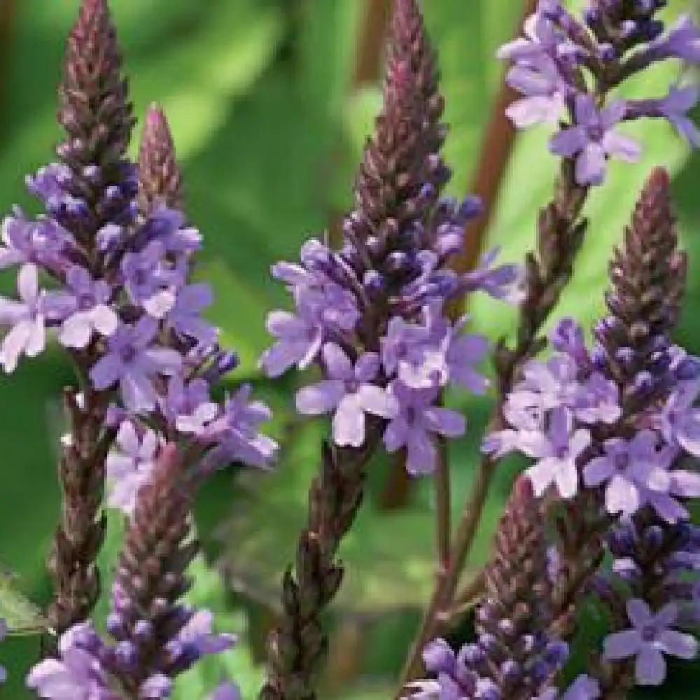 VERBENA hastata