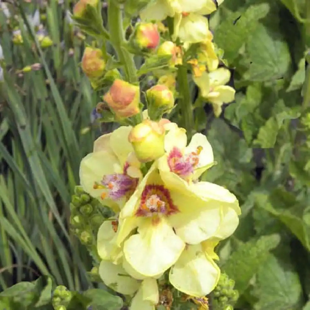 VERBASCUM 'Laetitia'