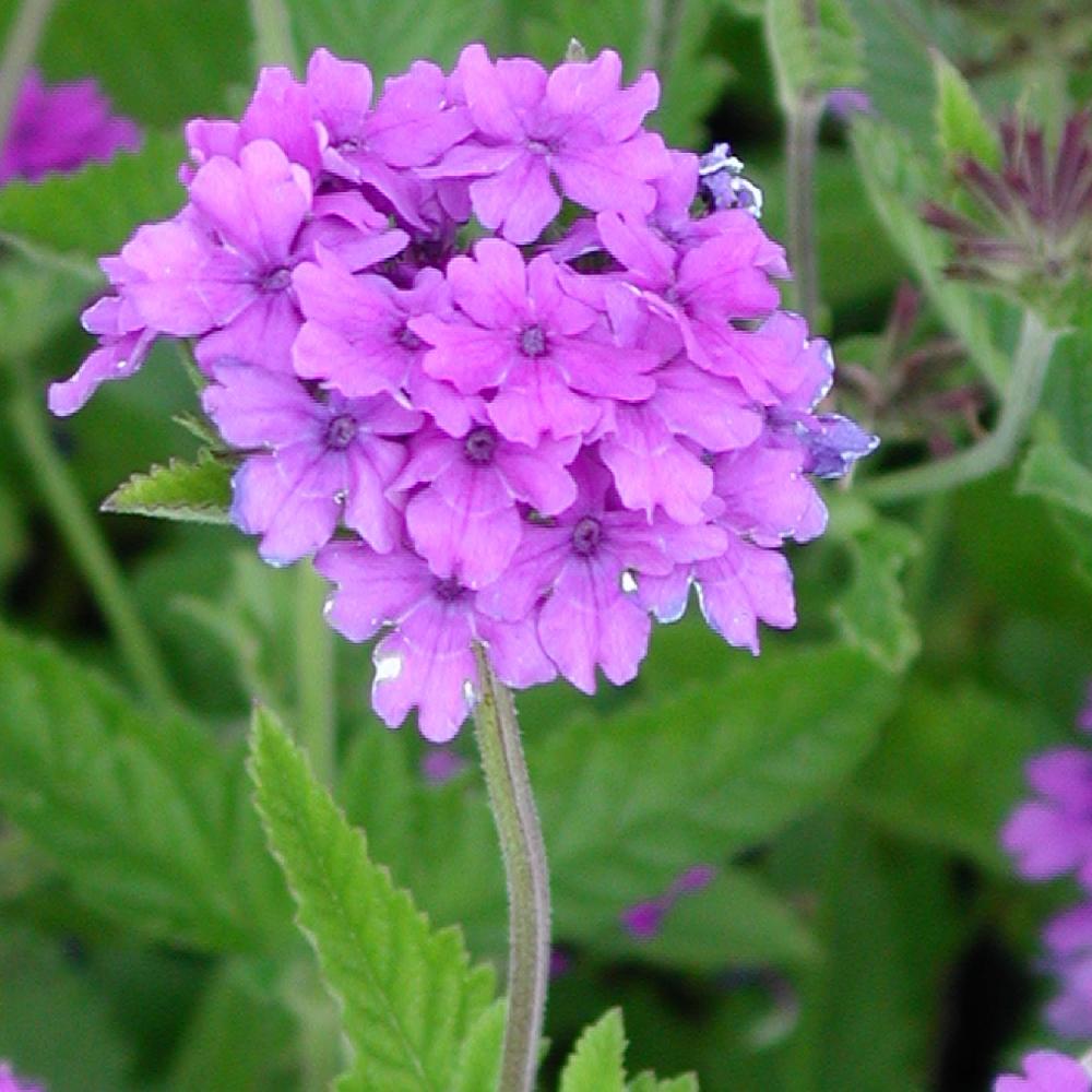 VERBENA 'Muriel'