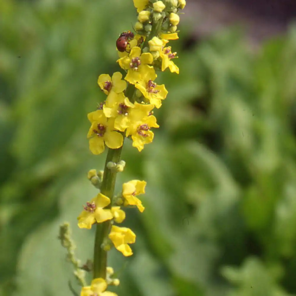 VERBASCUM nigrum