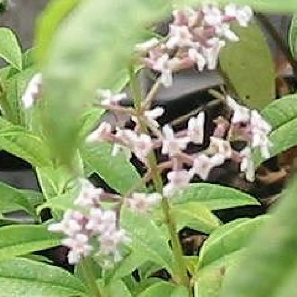 VERBENA officinalis