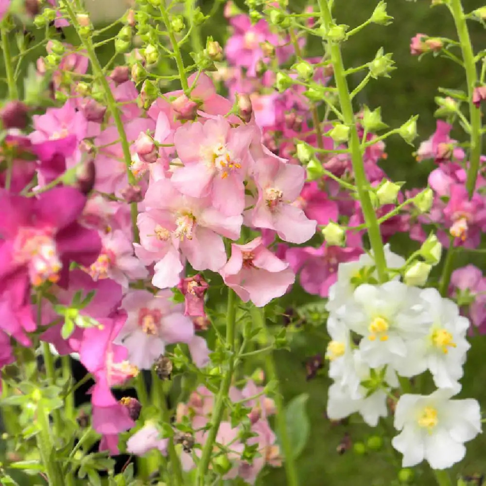 VERBASCUM phoenicum