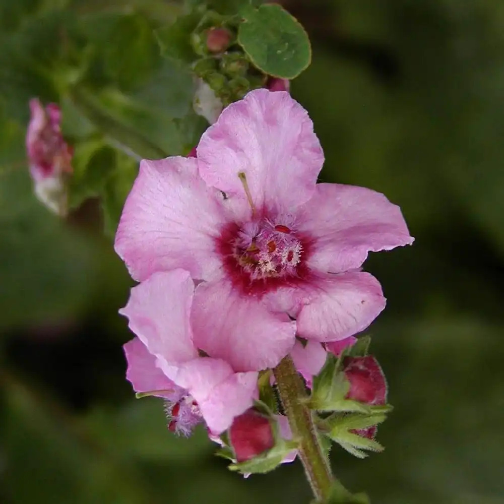 VERBASCUM 'Pink Domino'