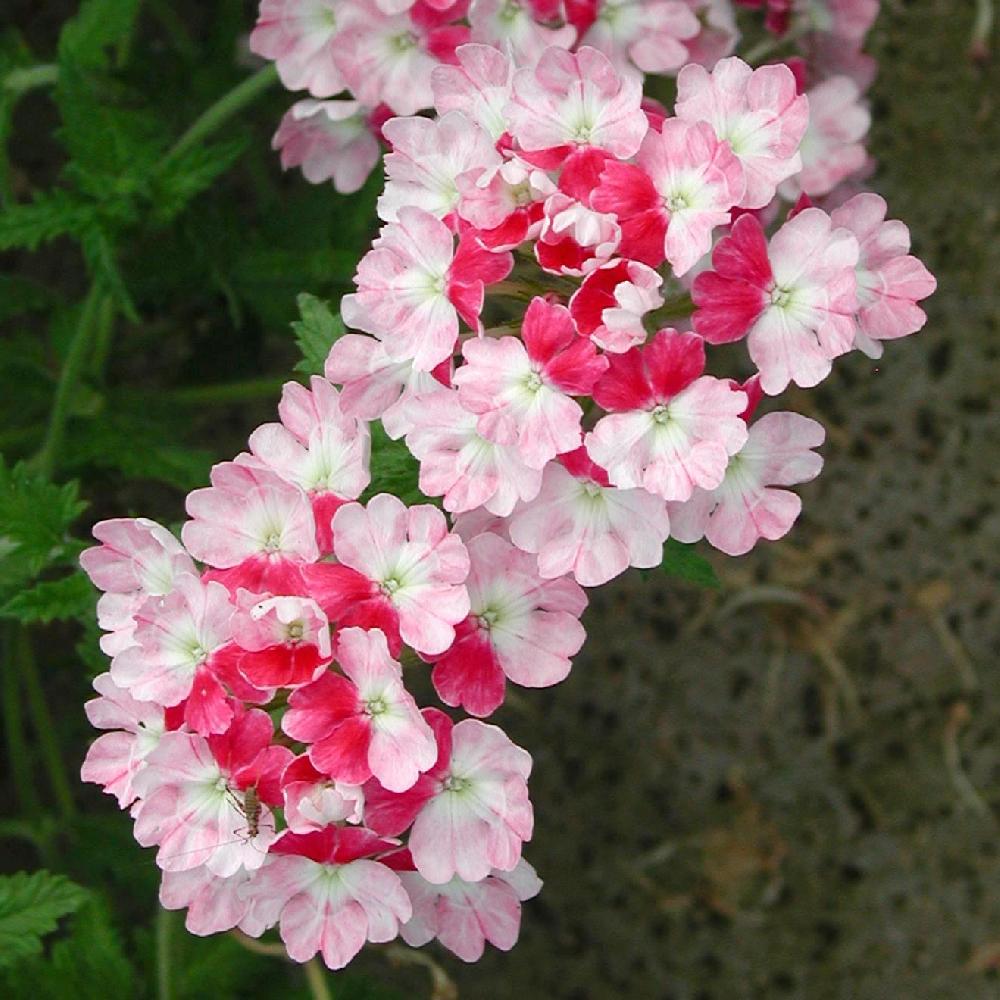 VERBENA 'Pink Parfait' - Verveine - pépinières Lepage Bretagne Bord de mer