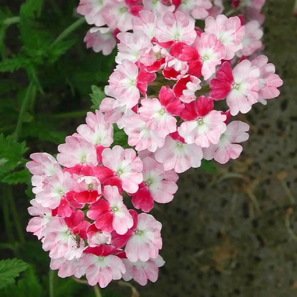 VERBENA 'Pink Parfait'