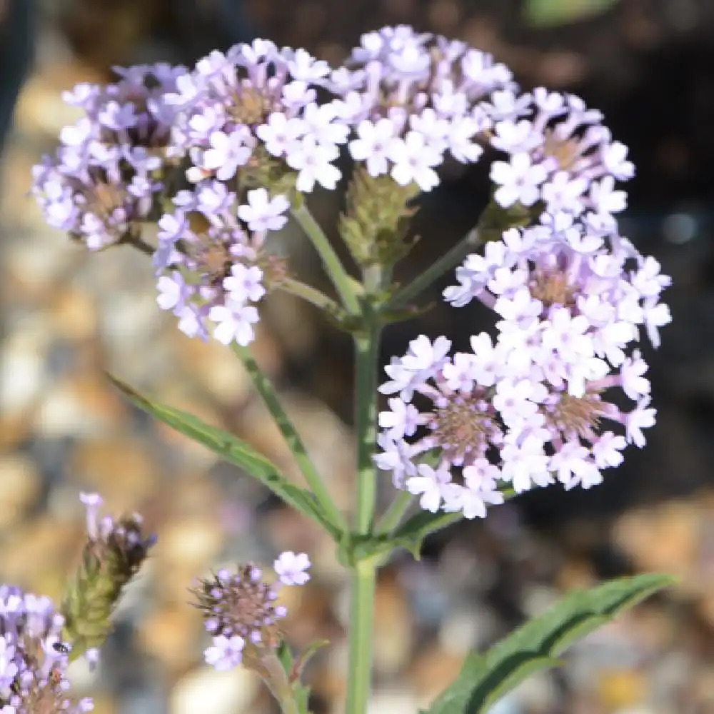 VERBENA rigida 'Polaris'