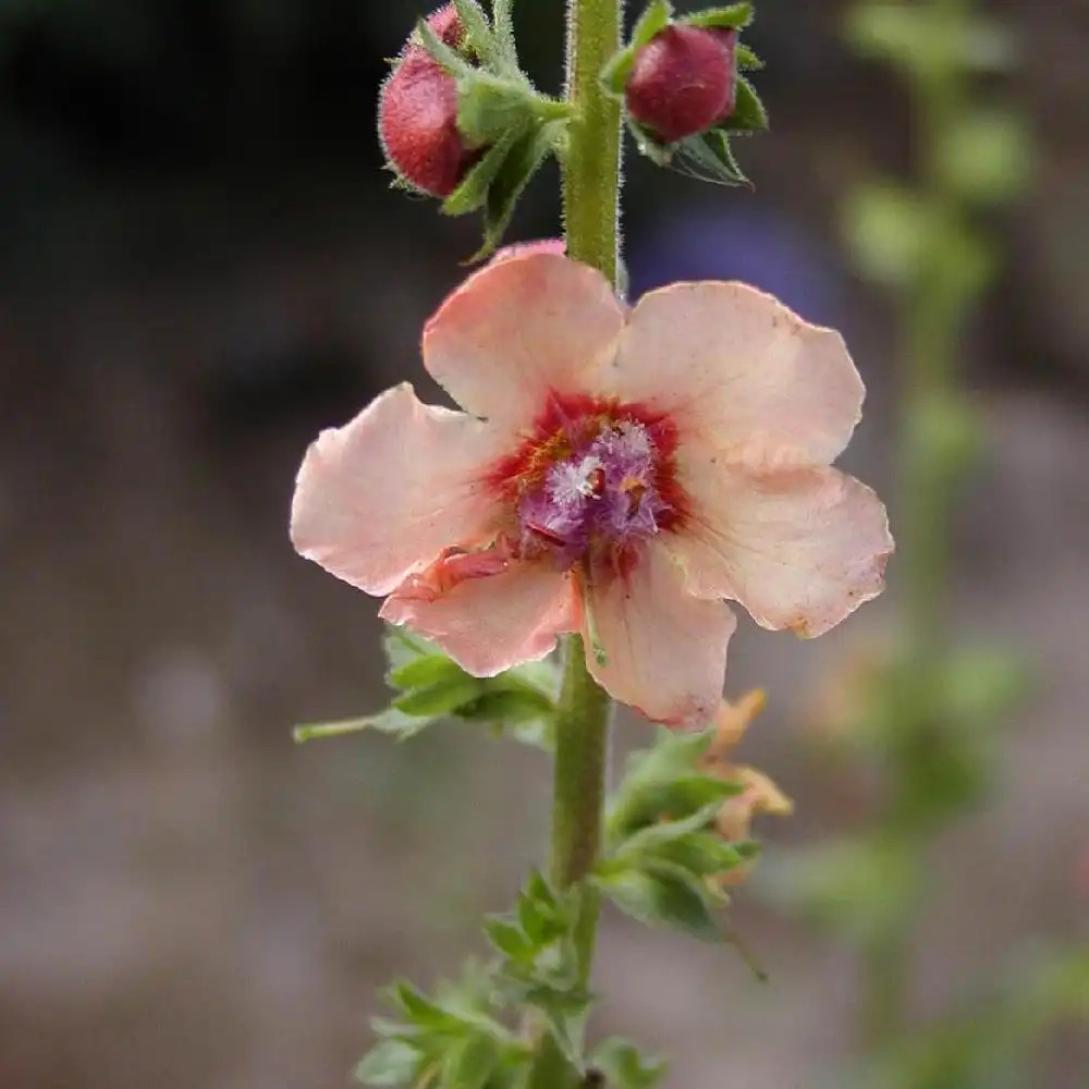 VERBASCUM 'Royal Highland'