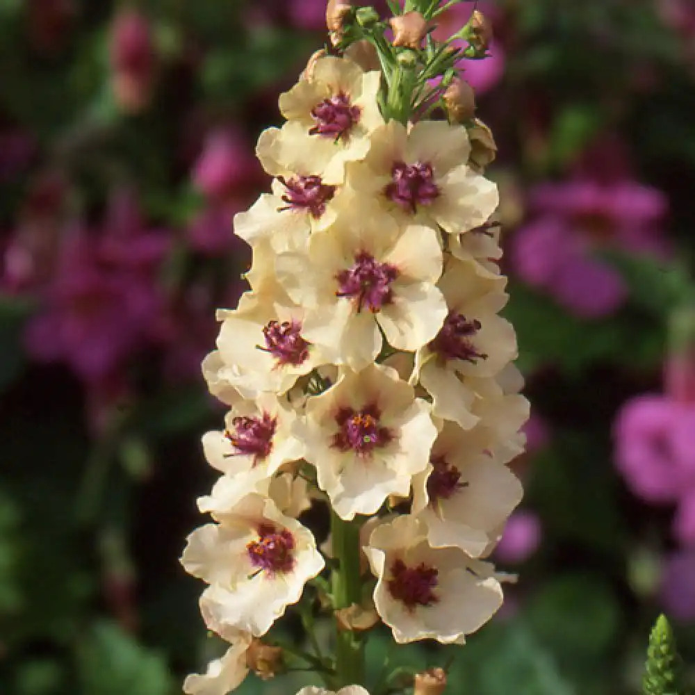 VERBASCUM 'Southern Charm'