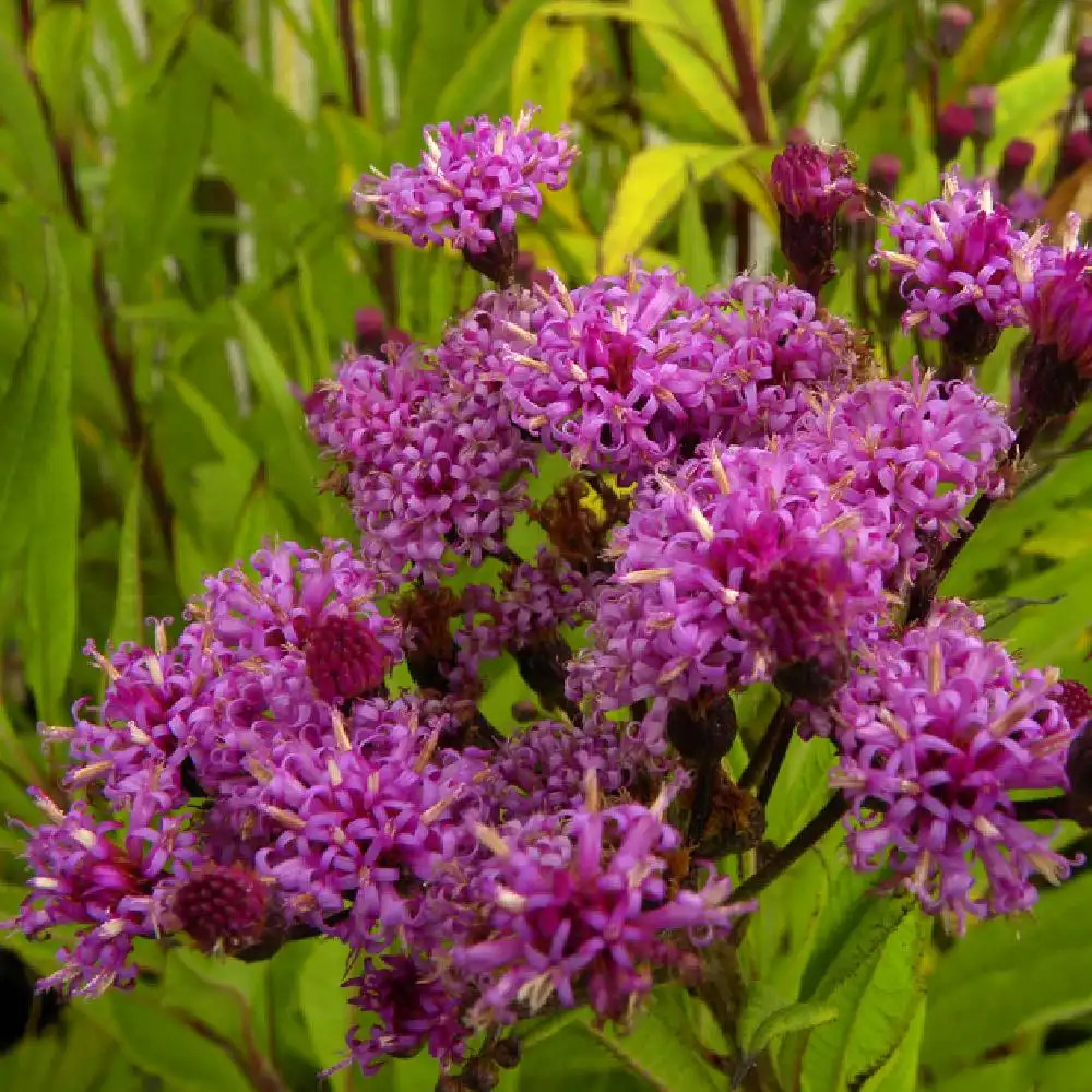 VERNONIA crinita