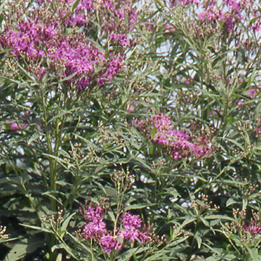 VERNONIA noveboracensis