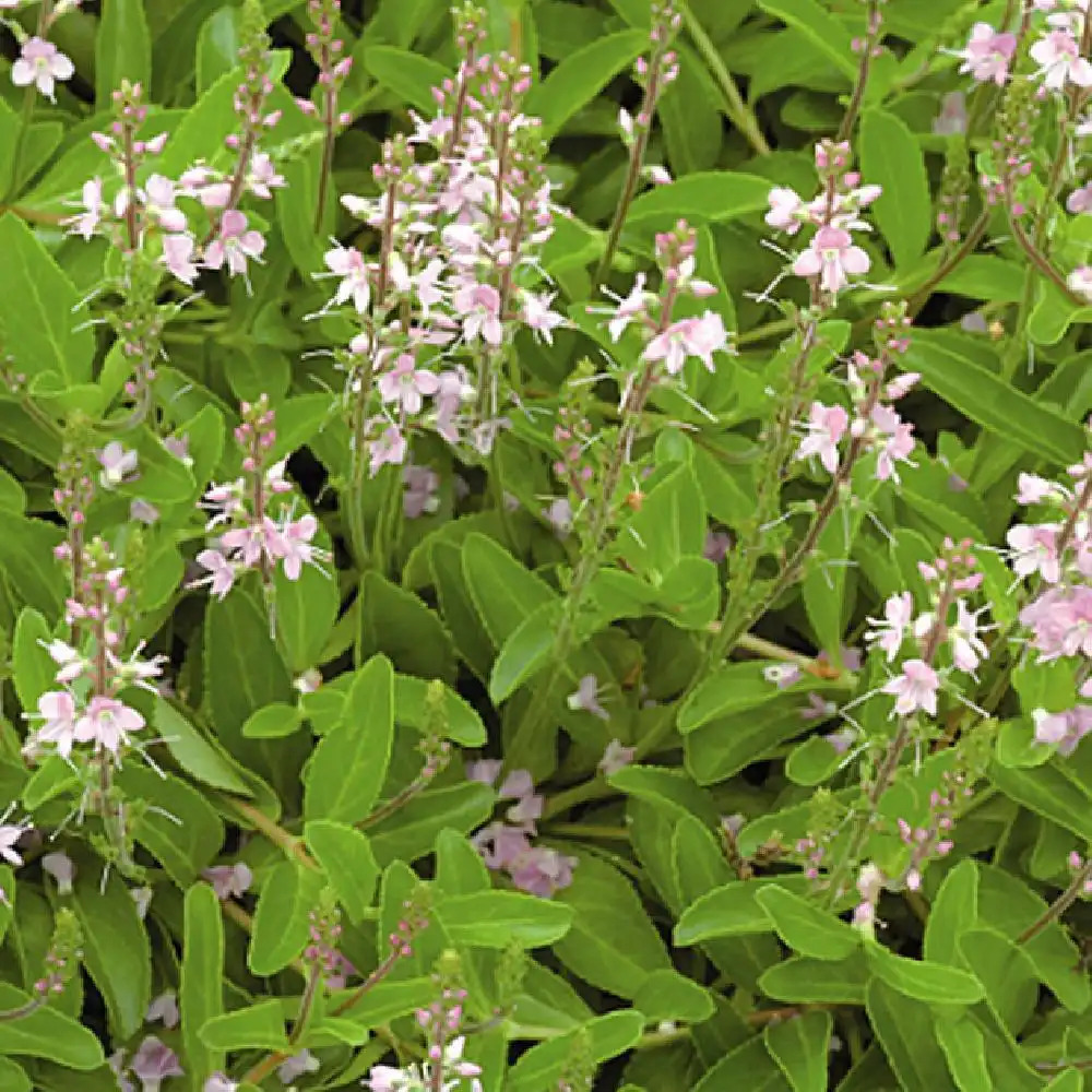 VERONICA x cantiana 'Kentish Pink'