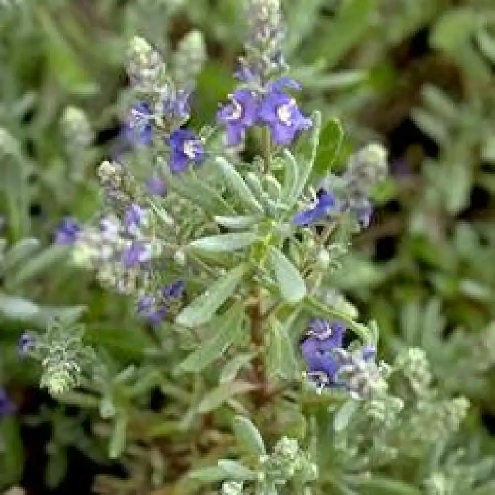 VERONICA cinerea