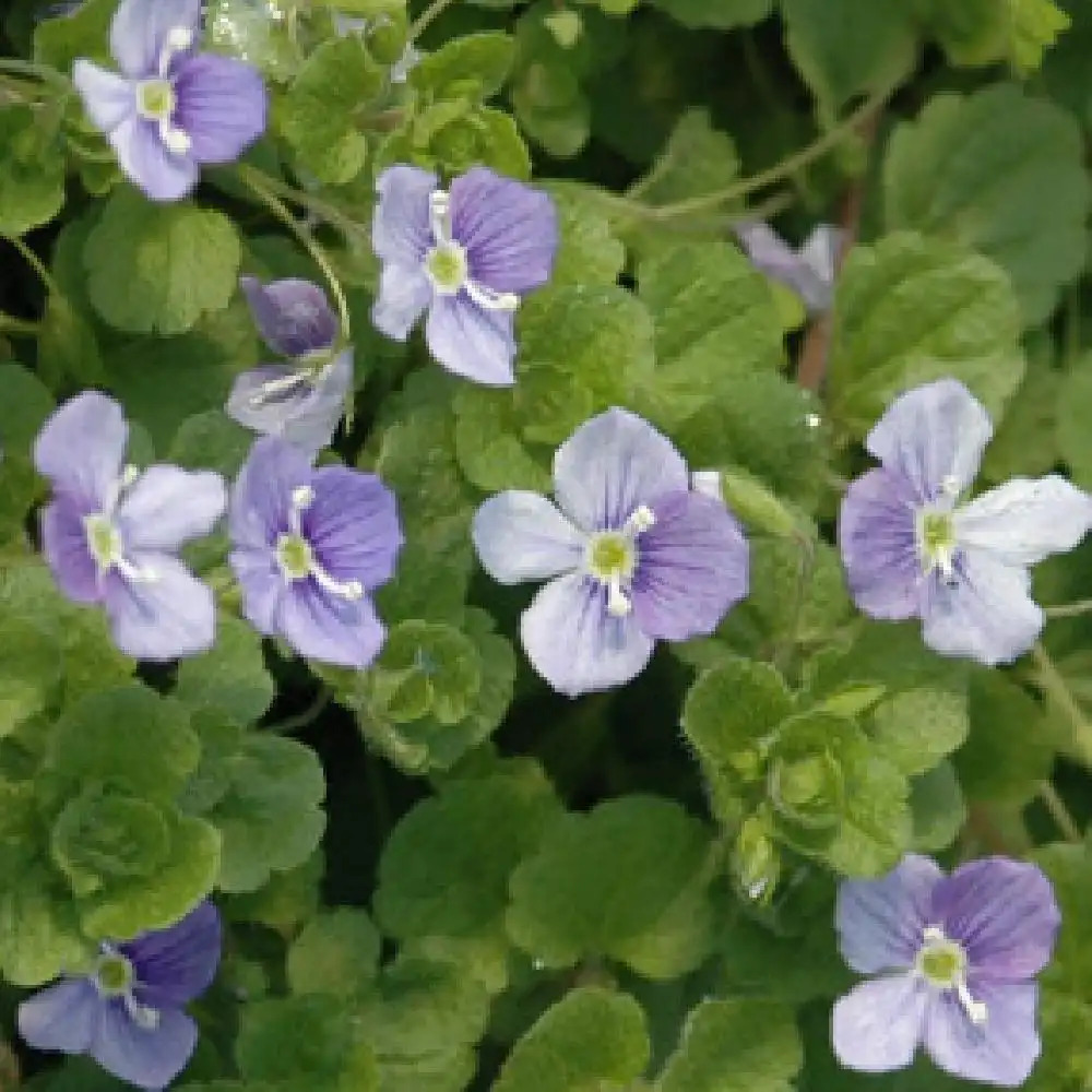 VERONICA filiformis