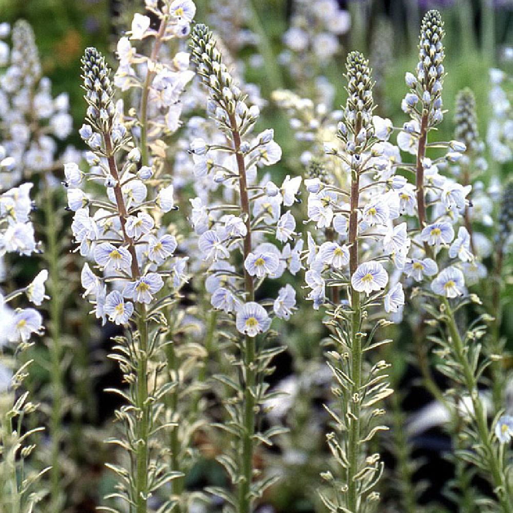 VERONICA gentianoides 'Variegata'