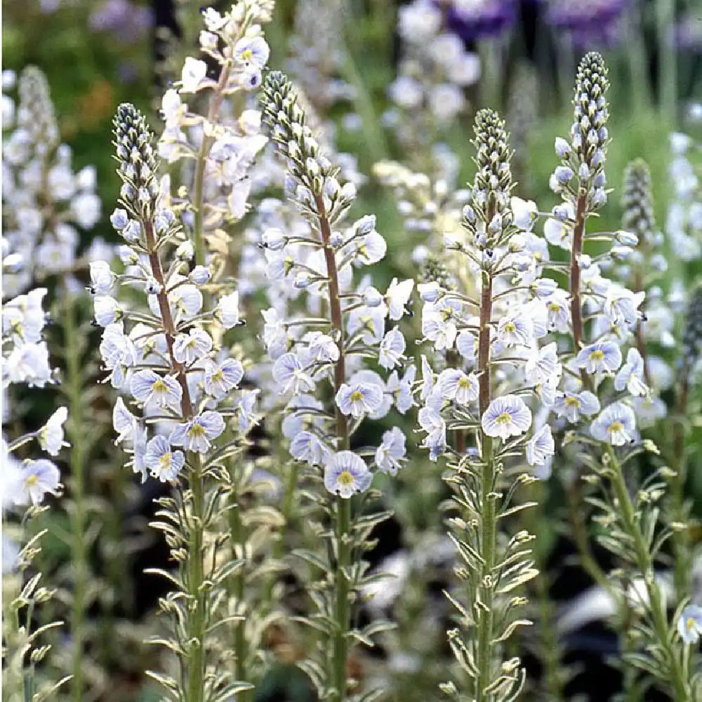 VERONICA gentianoides 'Variegata'