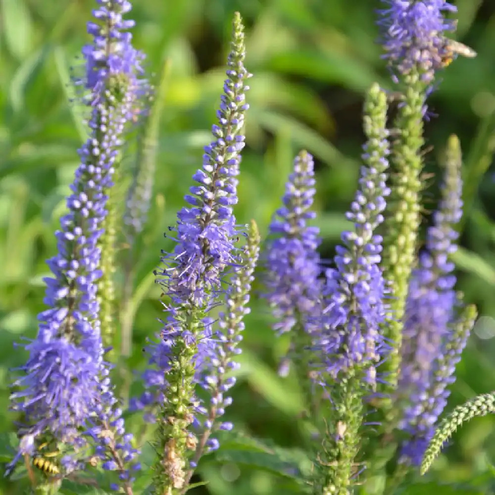 VERONICA longifolia 'Blauriesin'