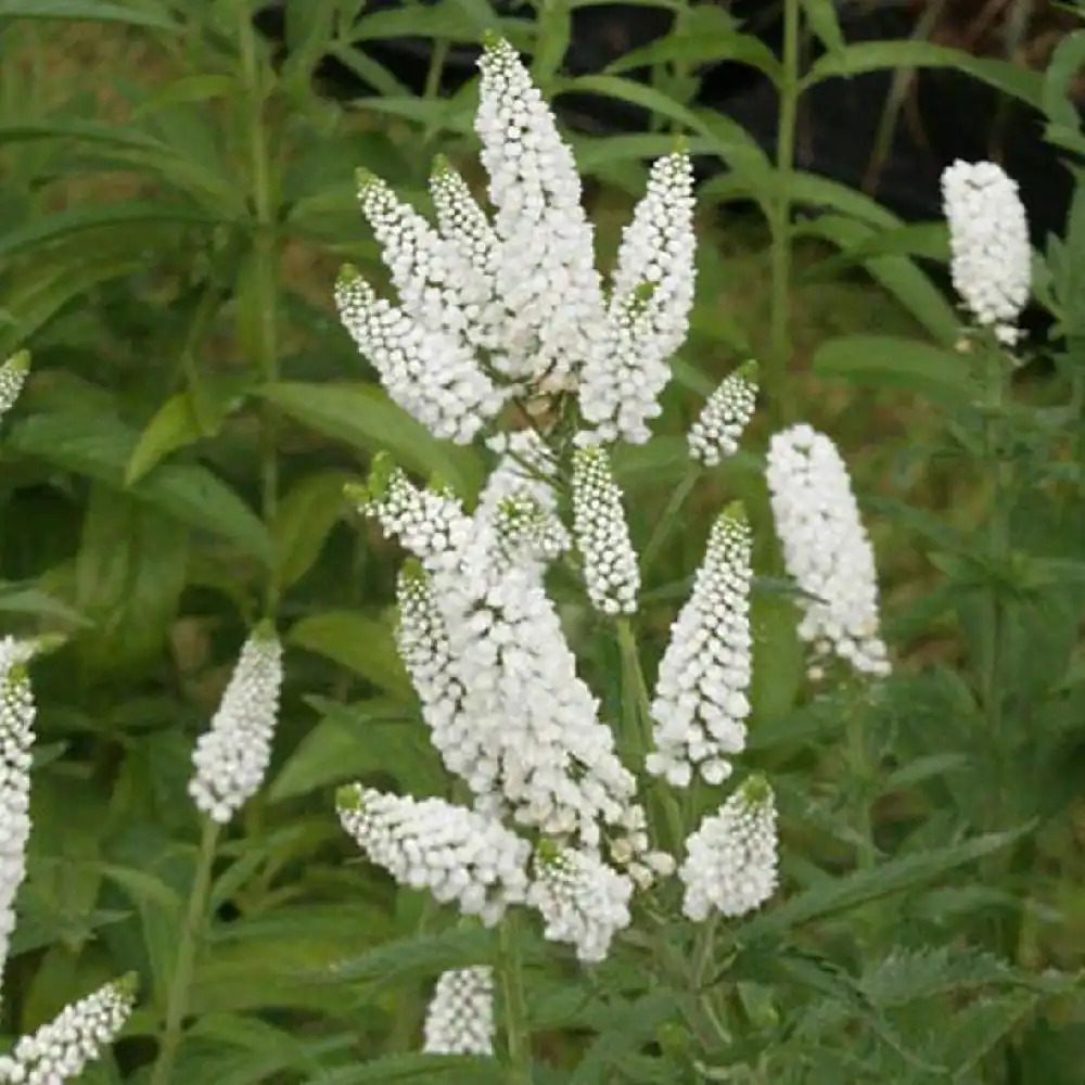 VERONICA longifolia 'First Lady'