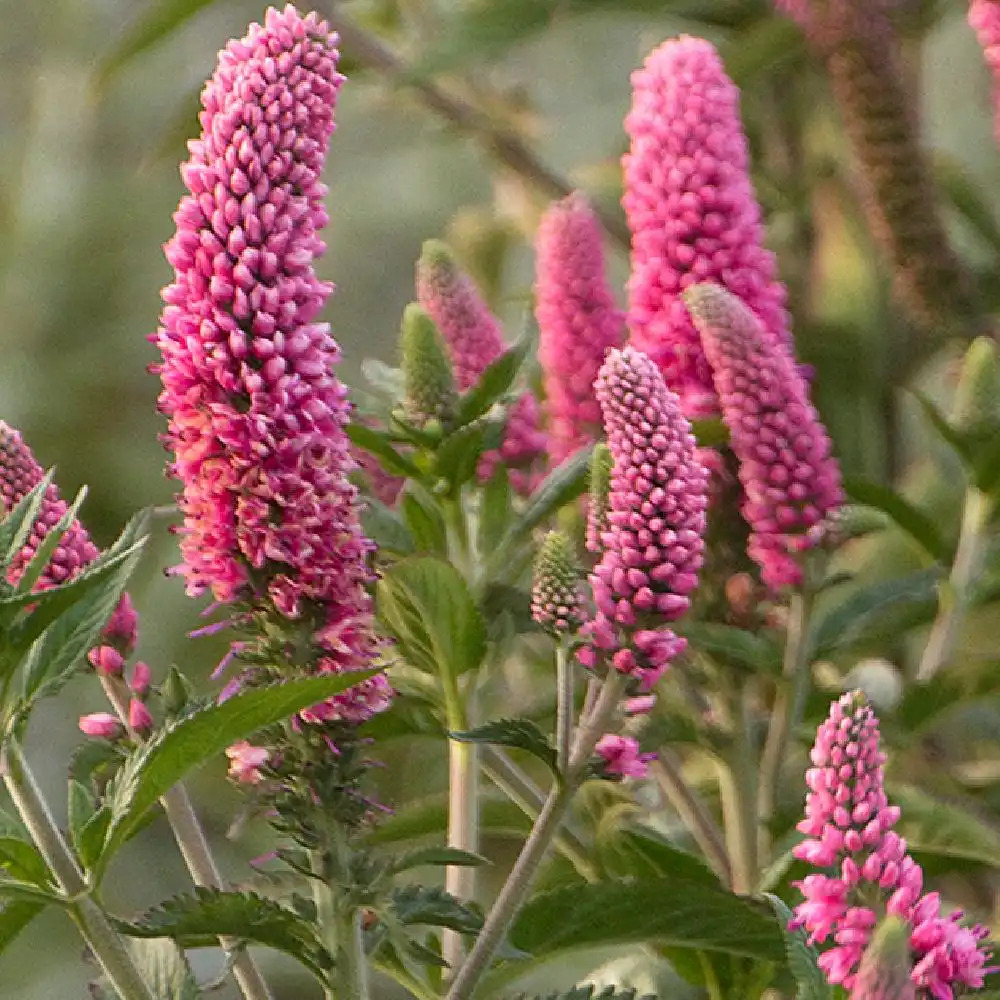 VERONICA longifolia 'First Love'