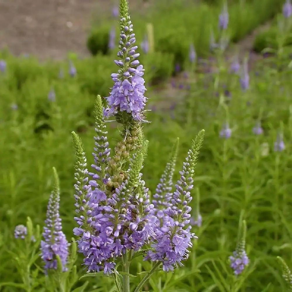 VERONICA longifolia 'Gloria'