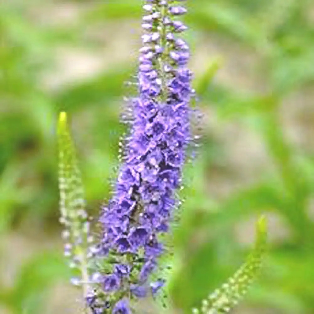 VERONICA longifolia (exaltata)