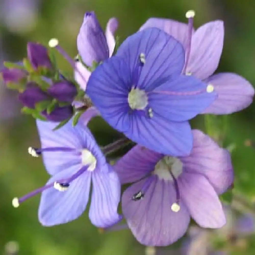 VERONICA prostrata