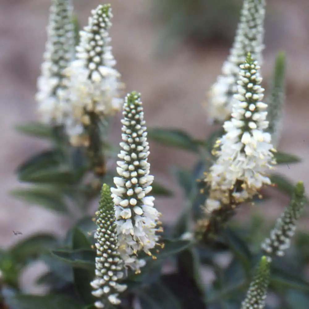 VERONICA spicata 'Alba'