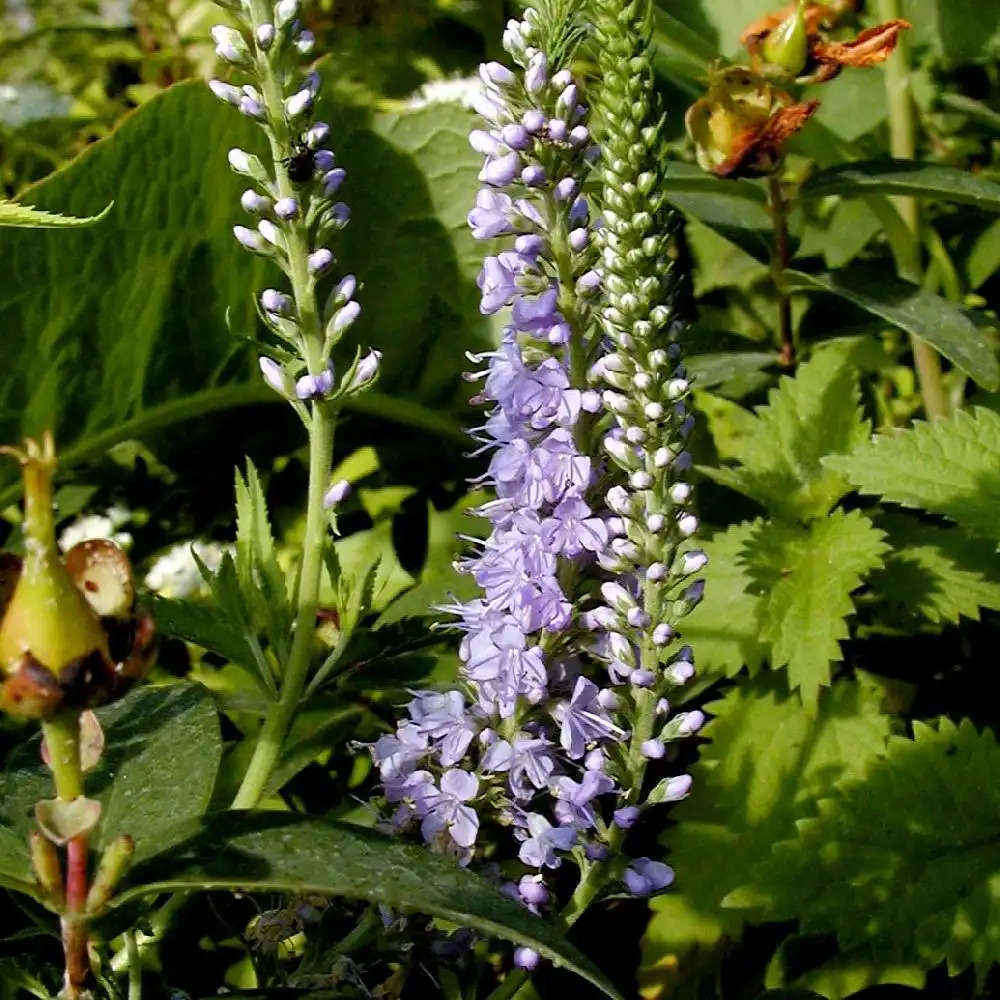 VERONICA spicata 'Anne-Sylvie Lepage'