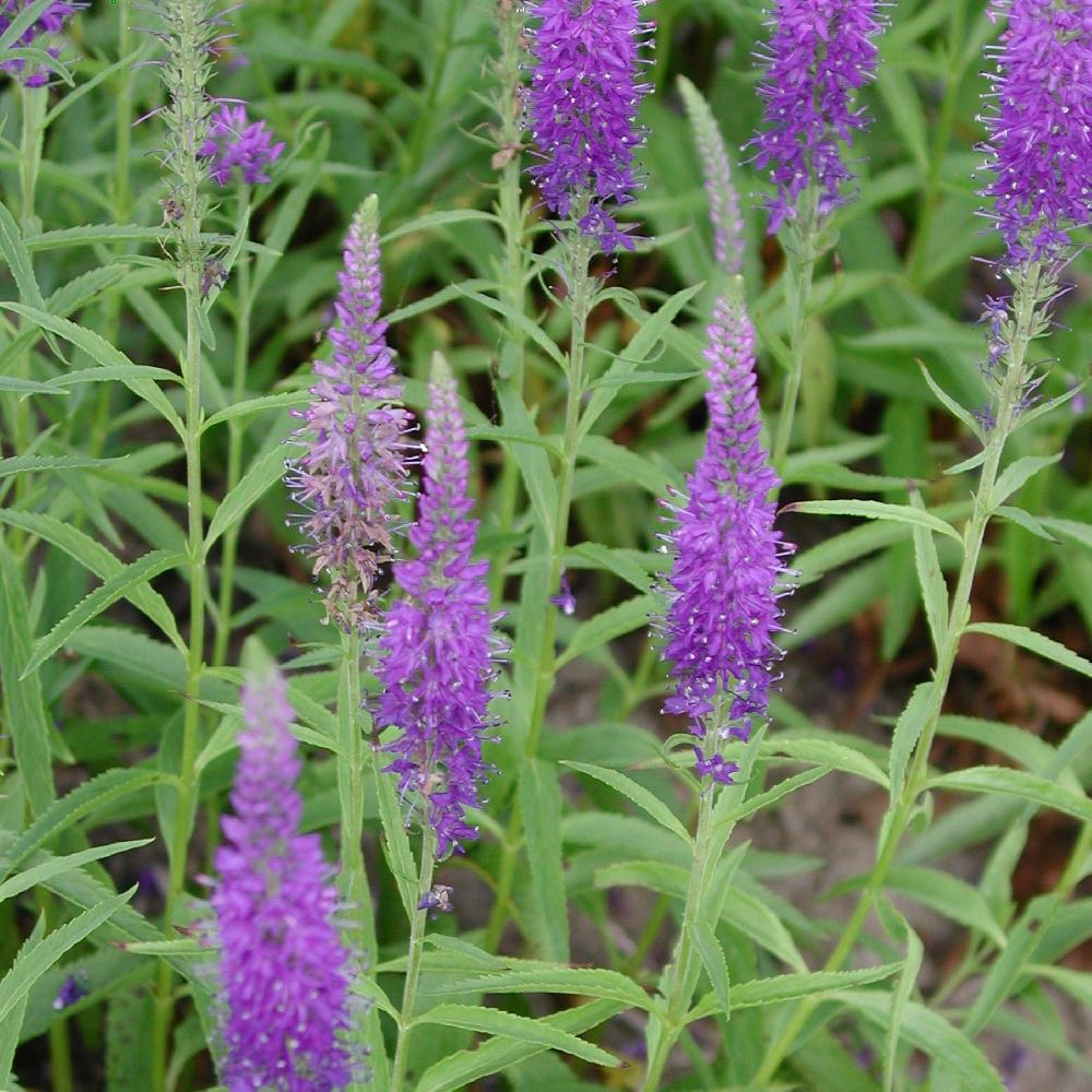 VERONICA spicata 'Blue Fox'