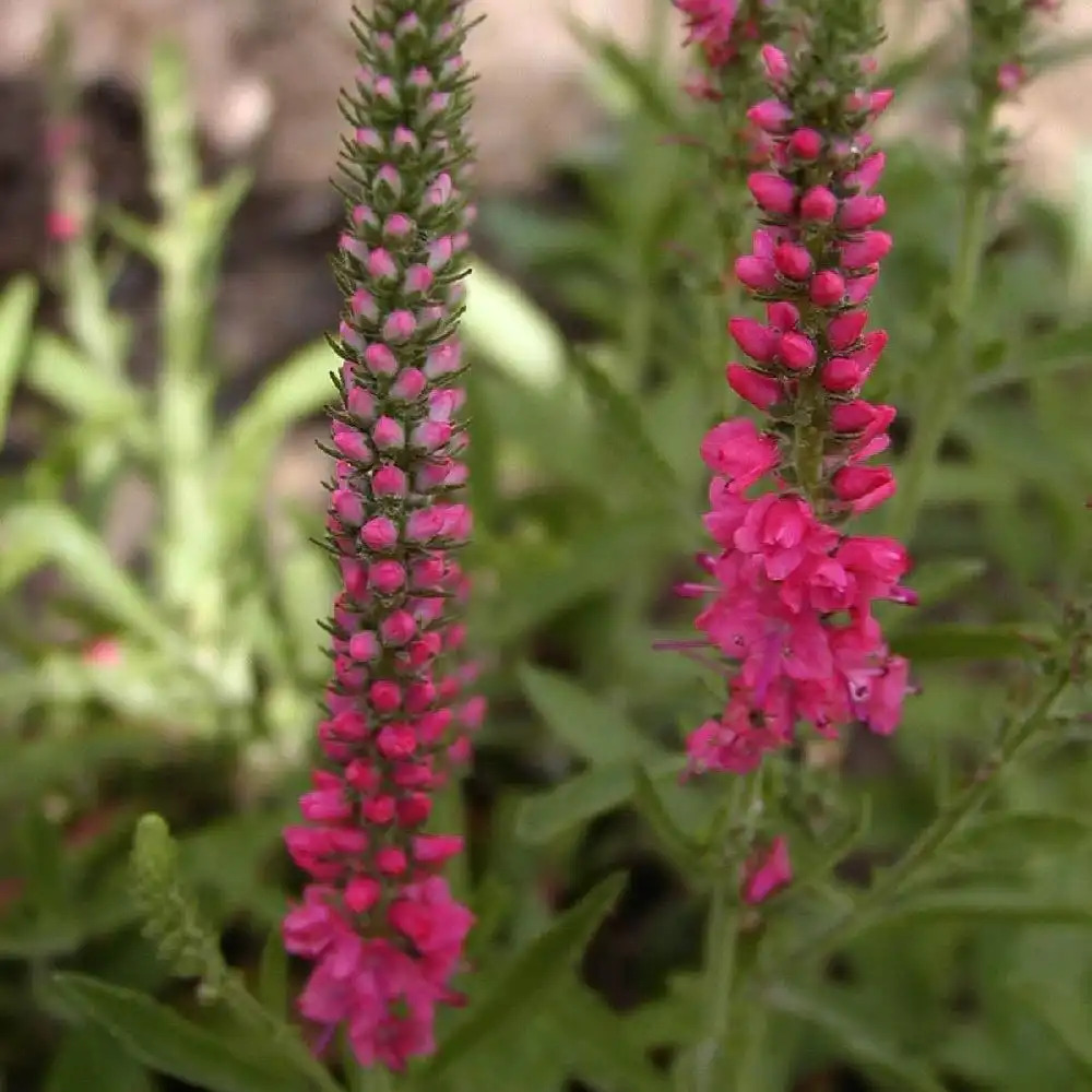 VERONICA spicata 'Heidekind'