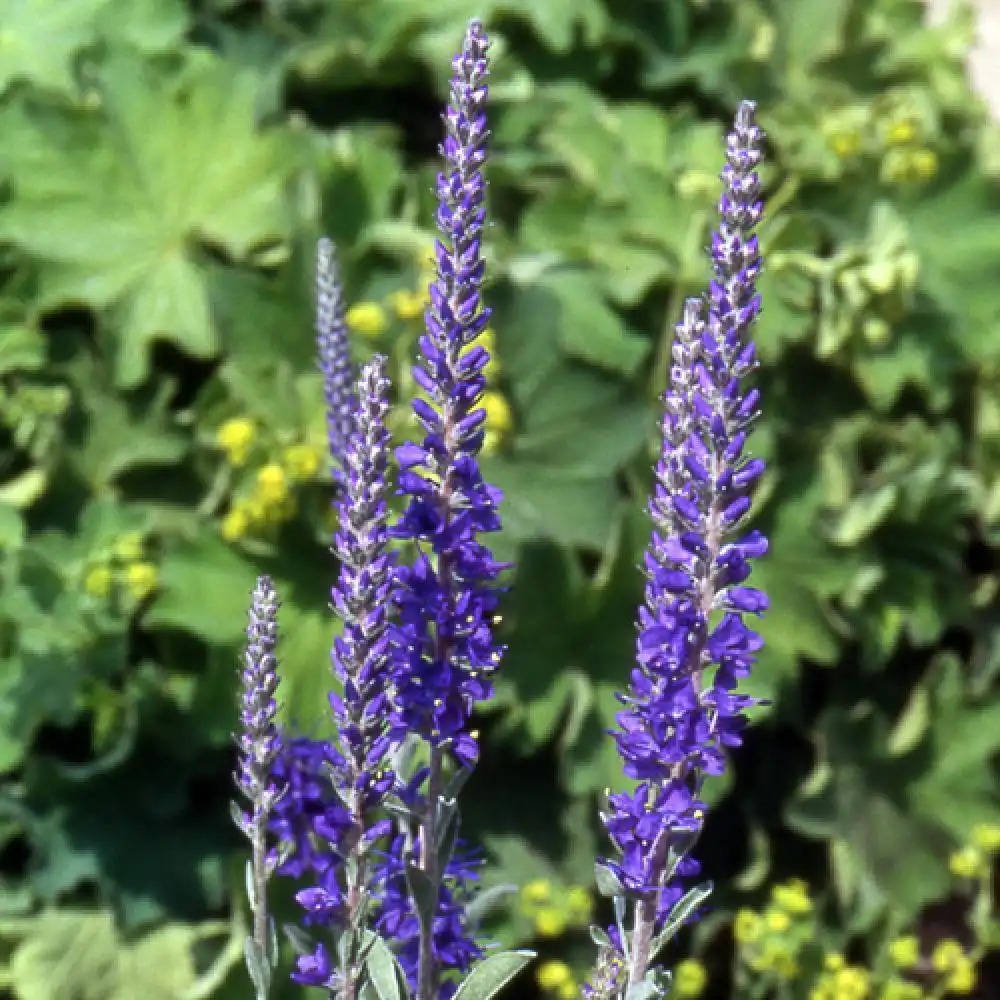 VERONICA spicata ssp. incana