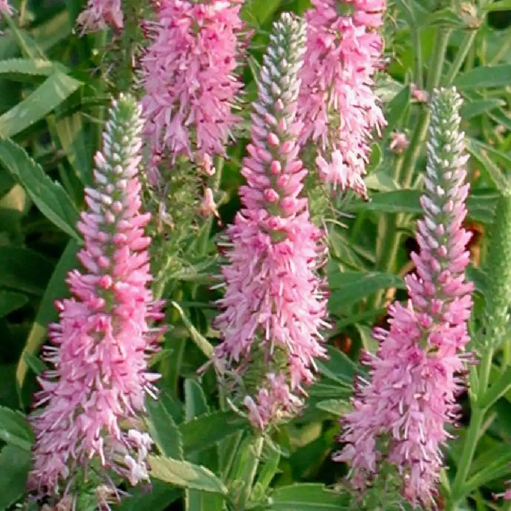 VERONICA spicata 'Pink Goblin'