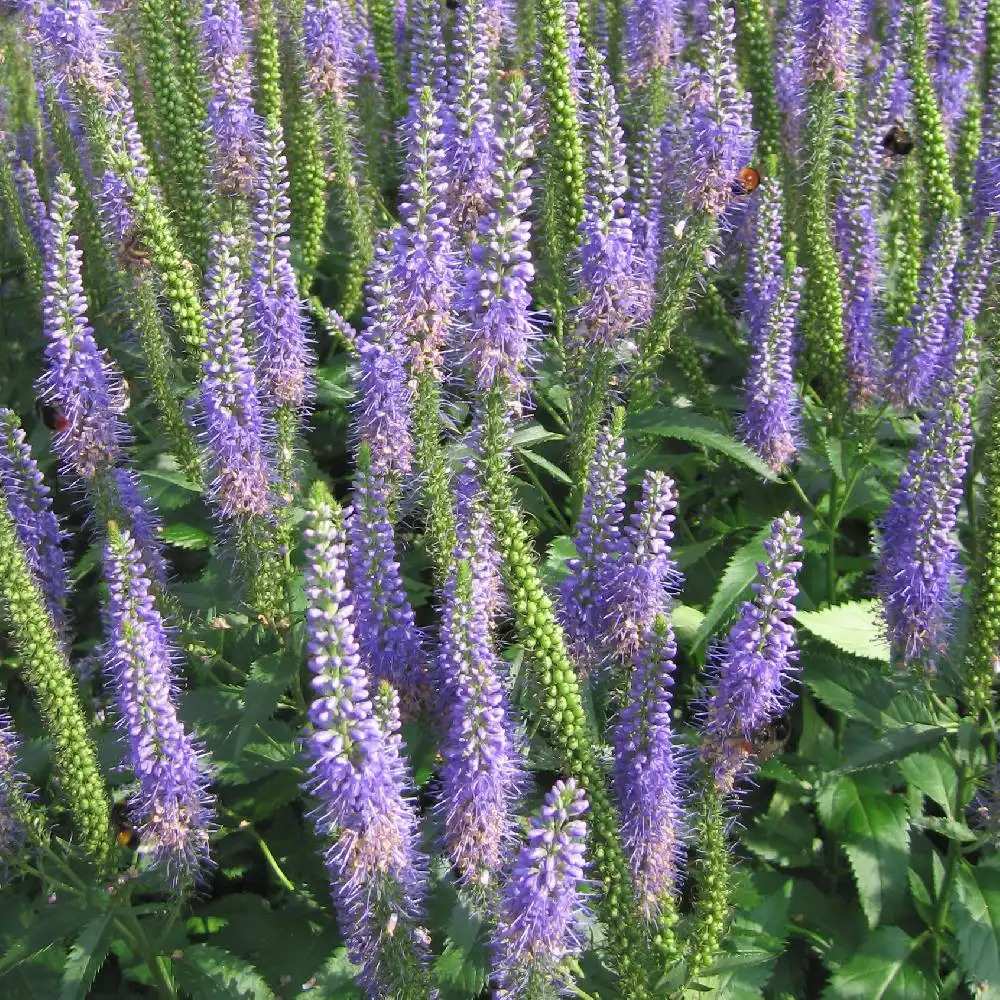 VERONICA subsessilis 'Blaue Pyramide'