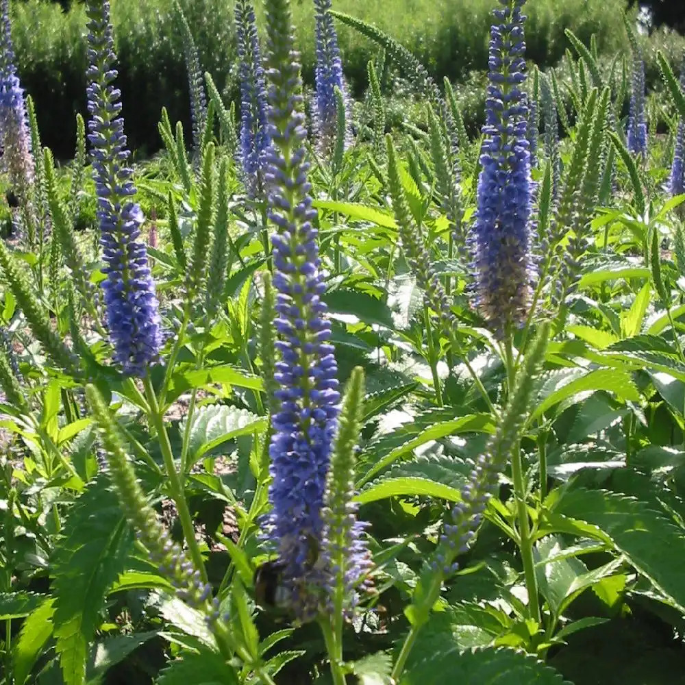 VERONICA subsessilis 'Sunny Border Blue'