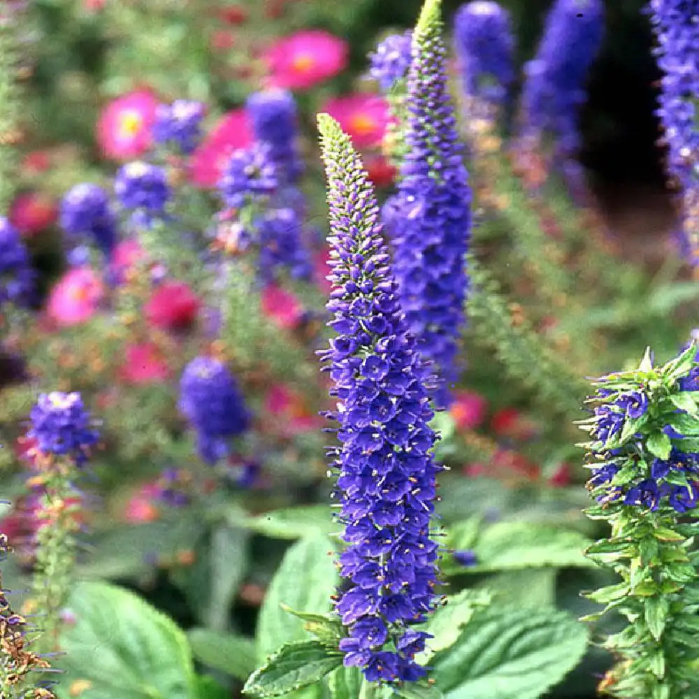 VERONICA subsessilis