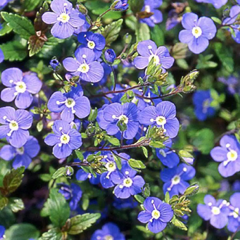 VERONICA umbrosa 'Georgia Blue'