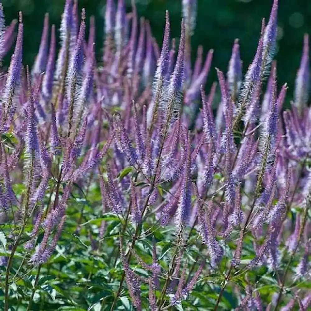 VERONICASTRUM virginicum 'Adoration'