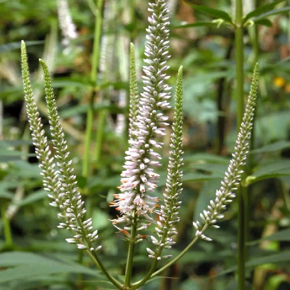 VERONICASTRUM virginicum 'Album'